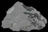 Pennsylvanian Fossil Plant Plate - Kinney Quarry, NM #80484-1